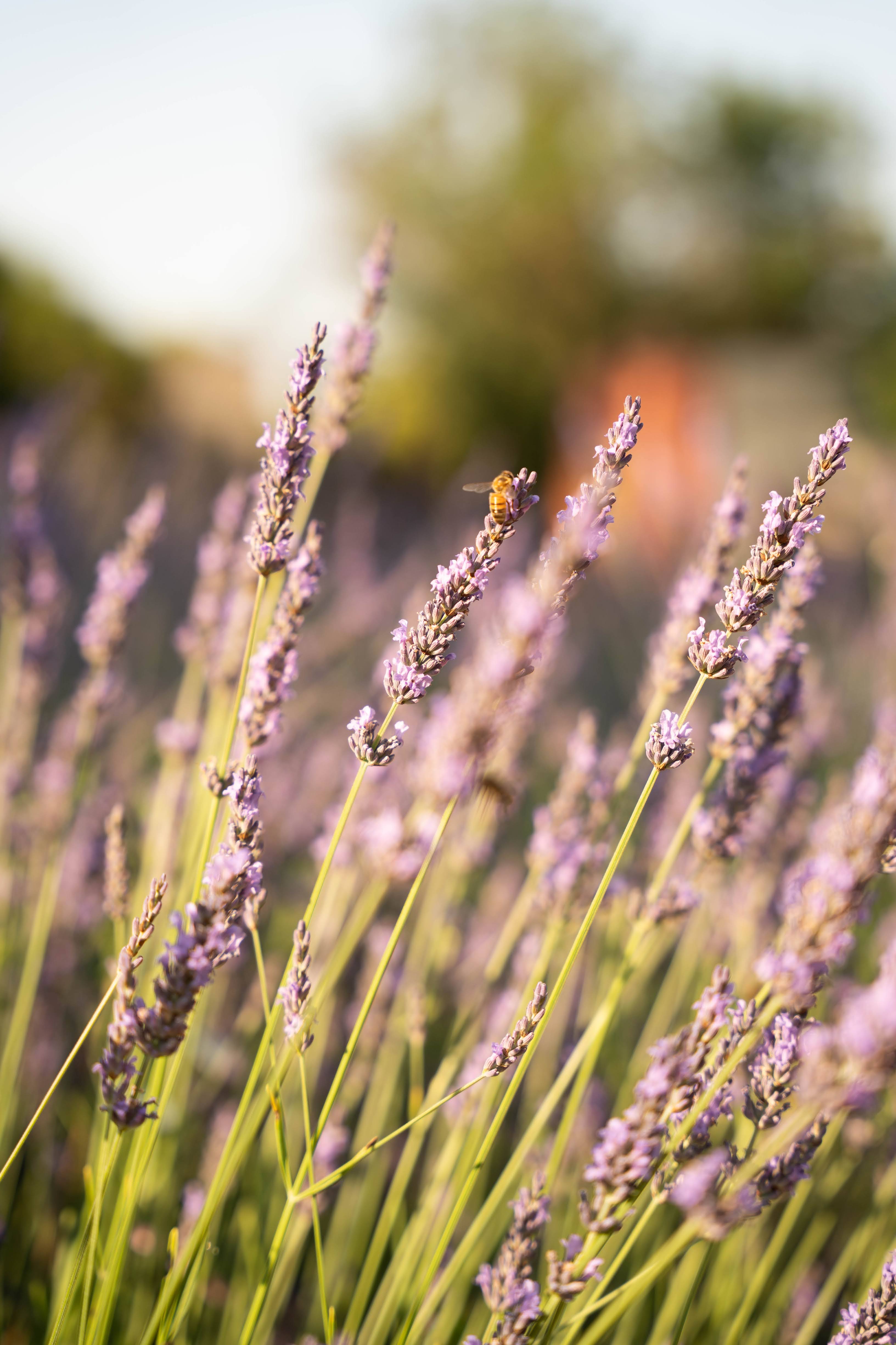 The Garden at Toile Blanche