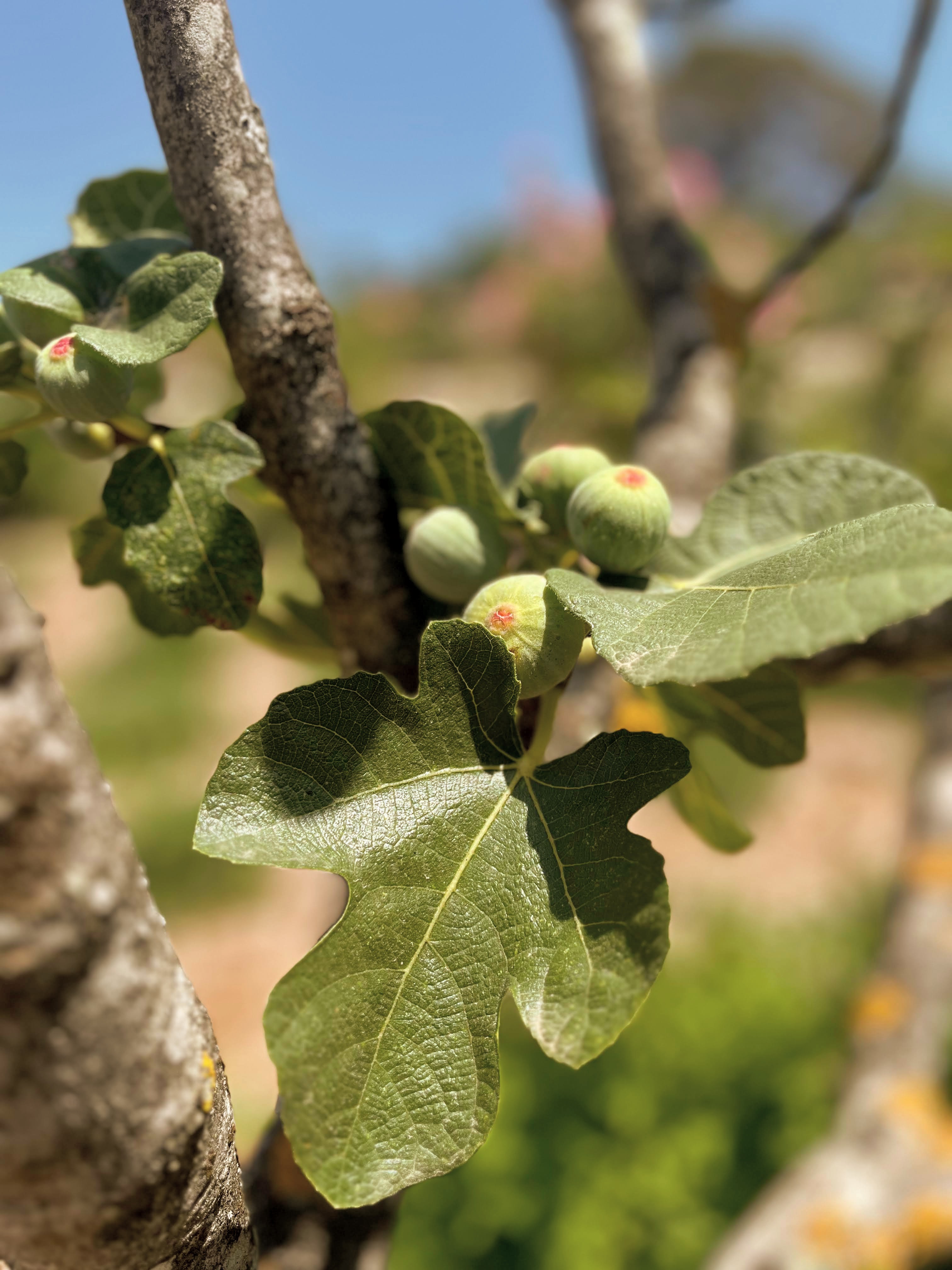 The Garden at Toile Blanche